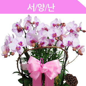 ������ ī�װ��� #4